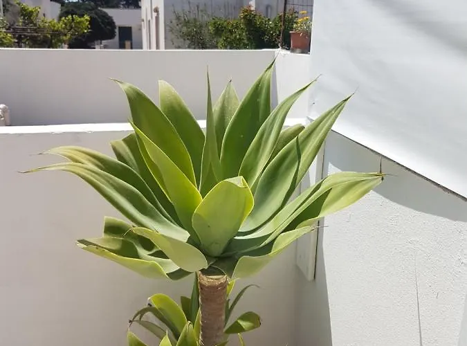 דירה Casa Al Mare Kalispera *